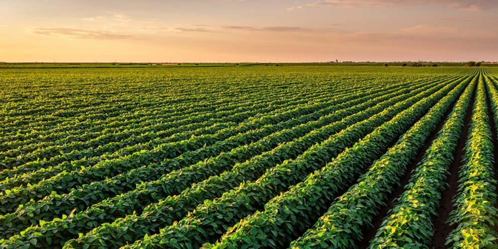 Industria Agricola y Post Cosecha